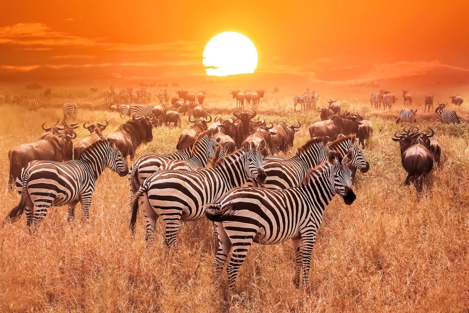 AFRICA